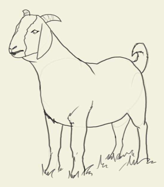 550x627 How To Draw Goat
