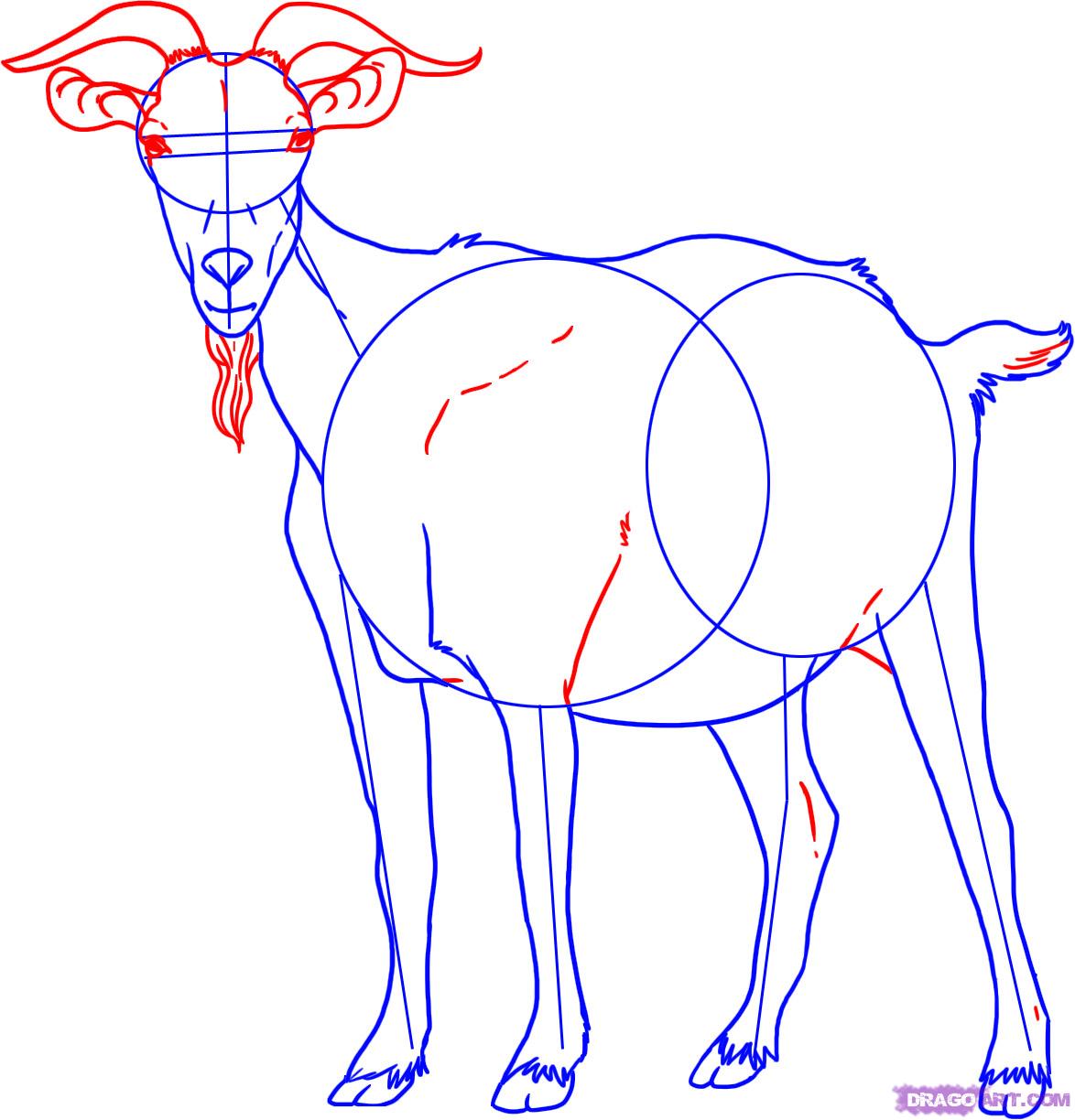 1174x1224 How To Draw A Billy Goat Step 4 How To Draw And Paint