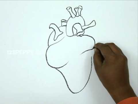 480x360 How To Draw A Human Heart