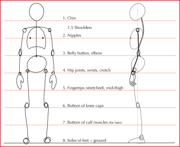 600x492 Human Anatomy Fundamentals Basic Body Proportions