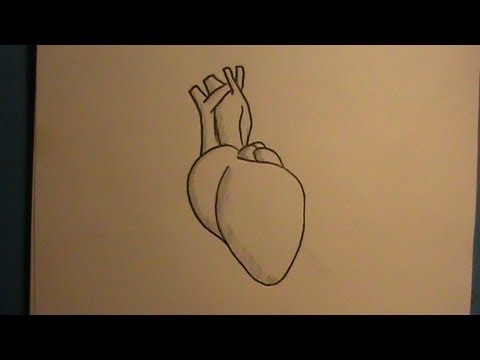 480x360 How To Draw A Real Human Heart