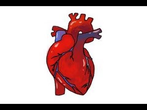 480x360 How To Draw A Human Heart