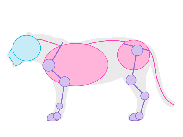 600x452 How To Draw Animals Big Cats, Their Anatomy And Patterns