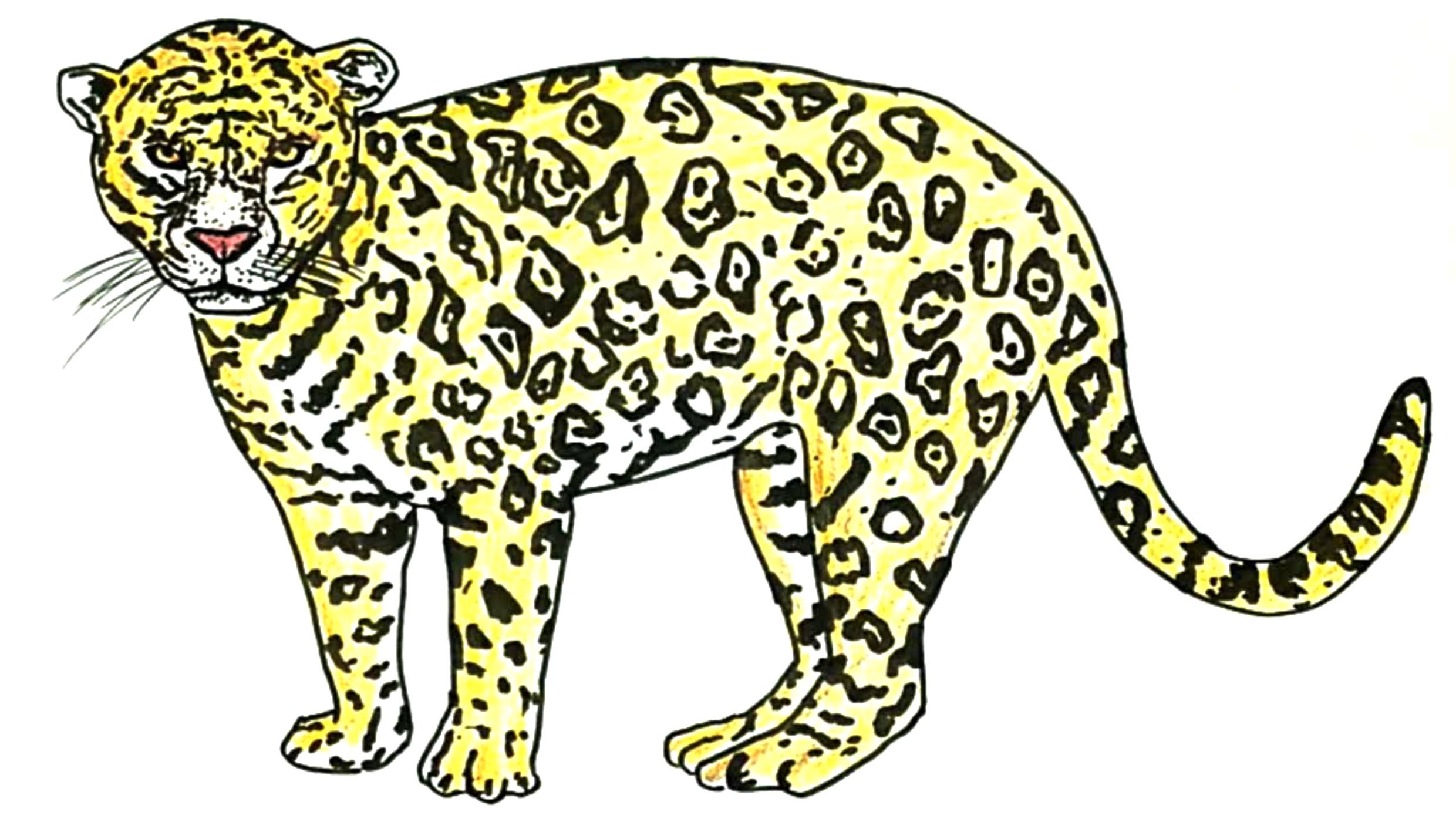 2480x1400 How To Draw A Jaguar (Animal)