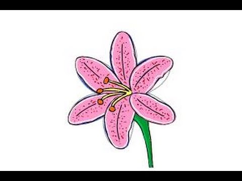 480x360 How To Draw A Lily Step By Step