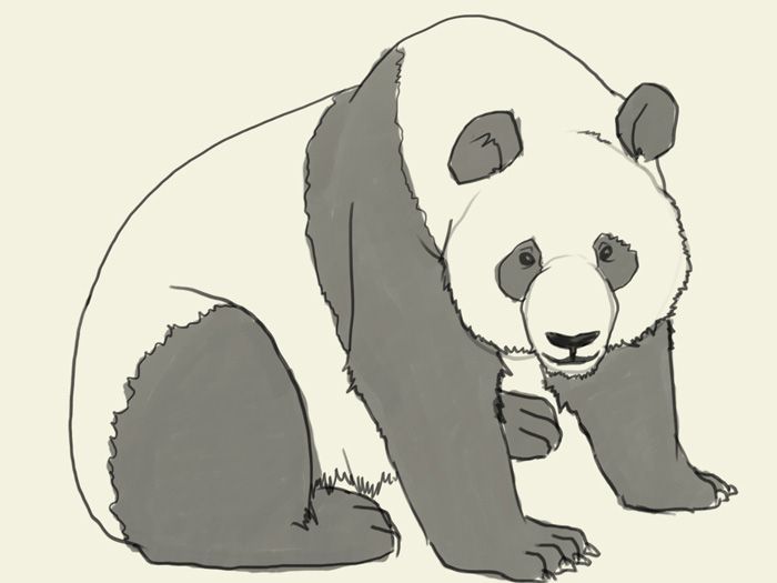 700x525 How To Draw Panda Bear. Learn To Draw A Giant Panda Step By Step
