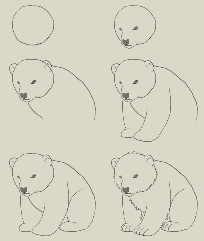 Easy Polar Bear Drawing at GetDrawings | Free download