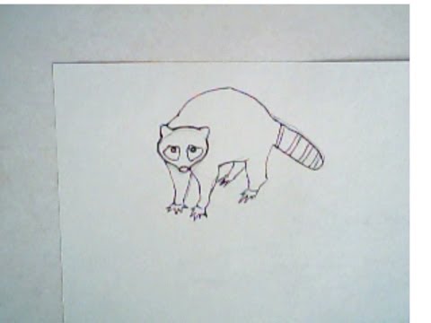 480x360 How To Draw A Raccoon (Simple, Easy Drawing)