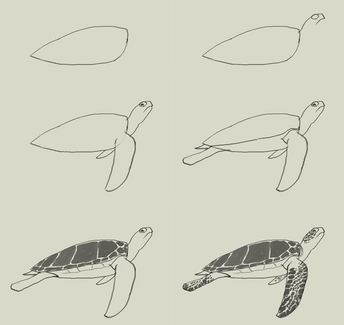 700x662 How To Draw Green Turtle.jpg Draw Turtle