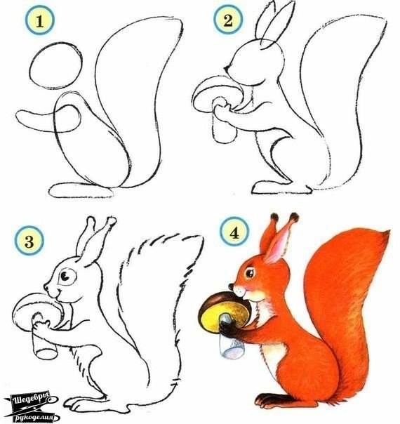 570x604 How To Draw A Squirrel Esquilos Squirrel, Drawings