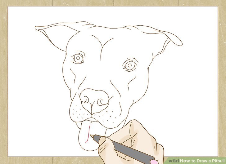 728x529 How To Draw A Pitbull (With Pictures)