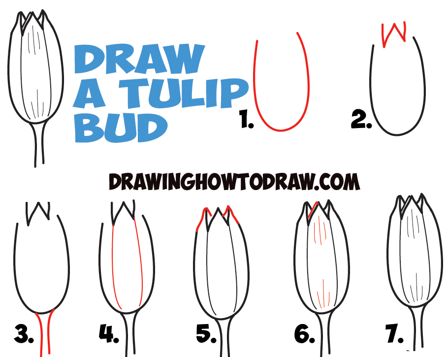 908x725 How To Draw Tulips