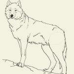 150x150 Wolf Easy To Draw Drawn Wolf Easy Pencil And In Color Drawn Wolf