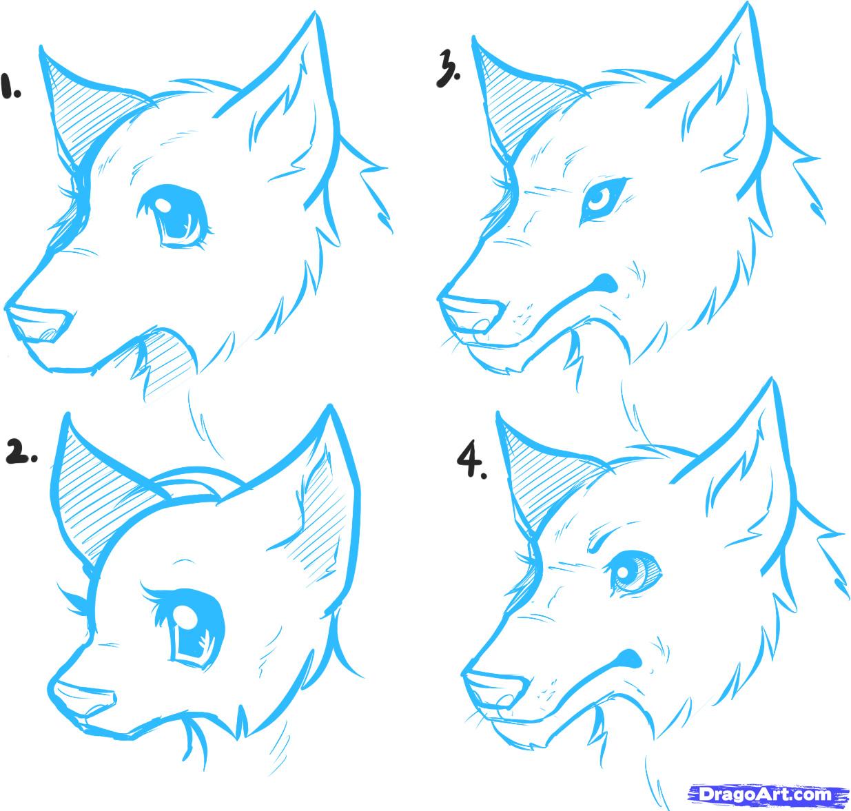 1235x1177 How To Draw Anime Wolves, Anime Wolves Step 3 Art Lines