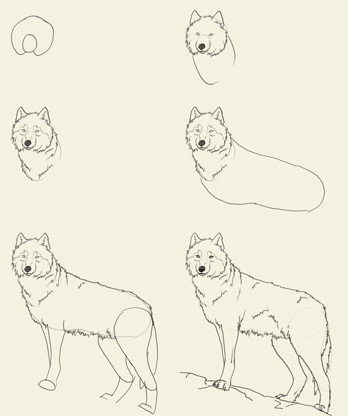 Easy Wolf Drawing Tutorial at GetDrawings | Free download