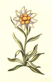 170x266 Edelweiss