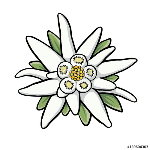 500x500 Edelweiss Stock Image And Royalty Free Vector Files