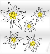 210x230 Edelweiss Drawing Posters Redbubble