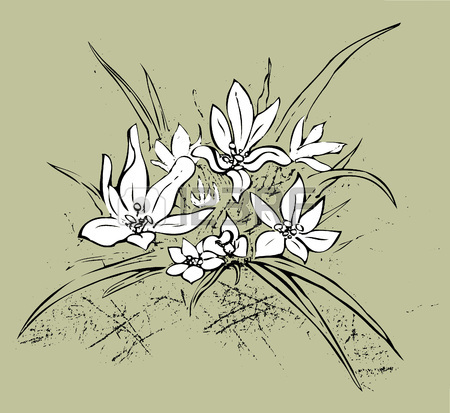 450x413 Edelweiss Simple Hand Drawn Illustration. Royalty Free Cliparts