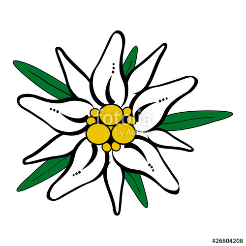 500x500 Edelweiss Vektor Stock Image And Royalty Free Vector Files