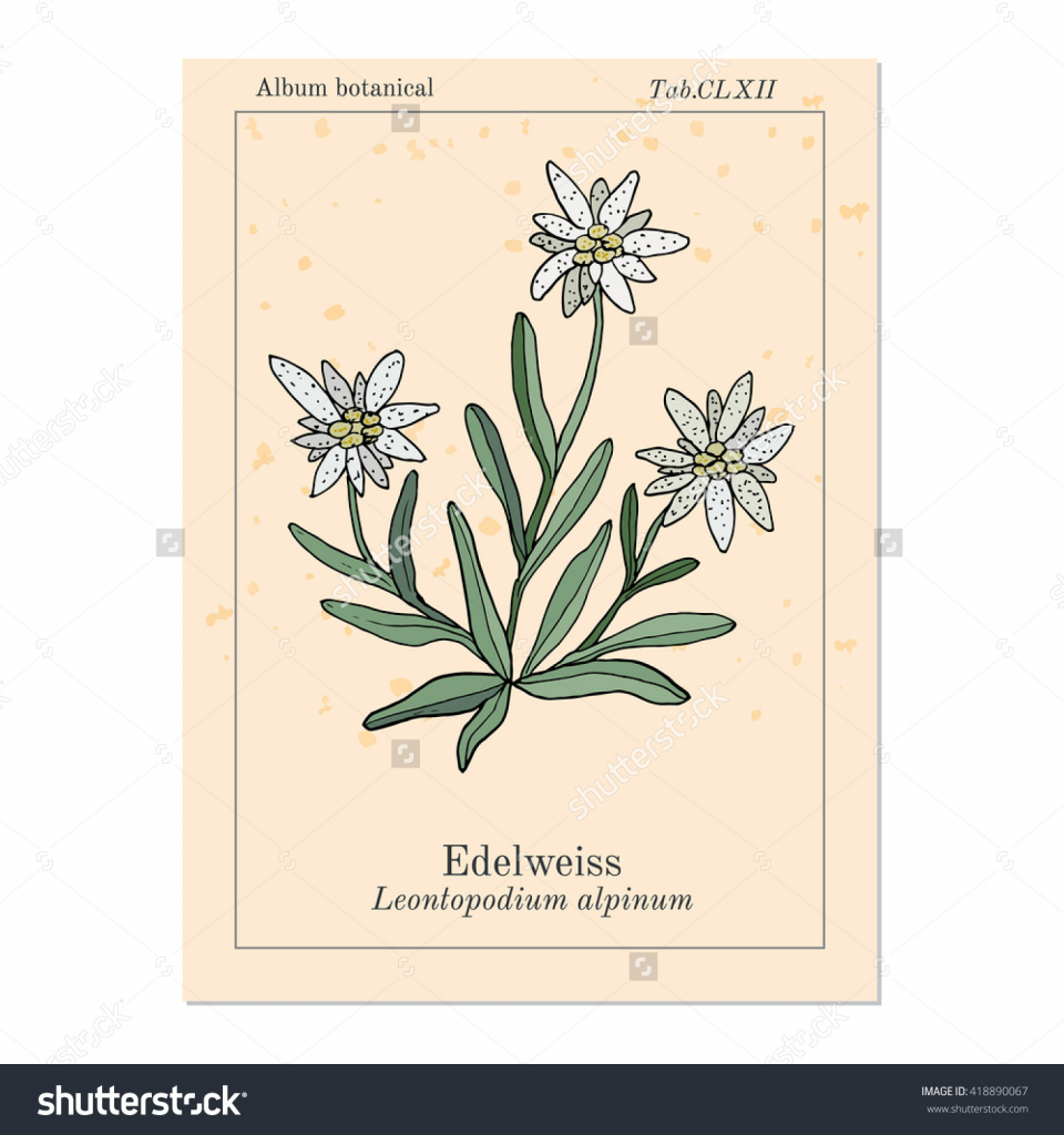 960x1024 How To Draw A Edelweiss Flower