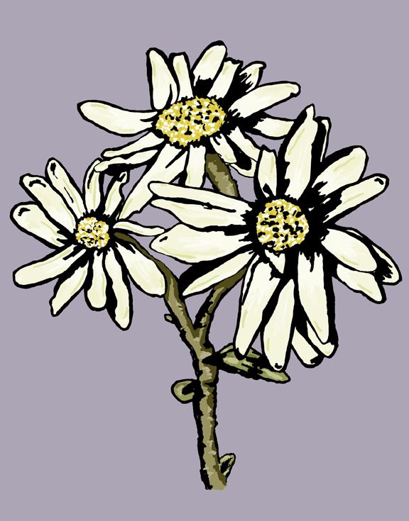 576x735 42 Best Flower Drawings And Illustrations Images