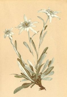 236x340 Edelweiss Flower Tattoo Collection