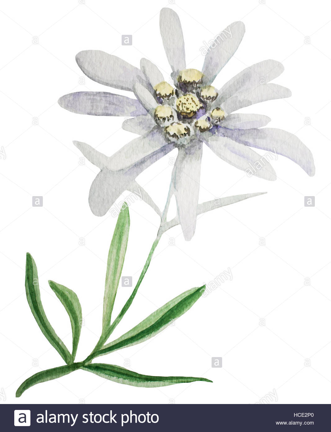 Edelweiss Flower Drawing at GetDrawings | Free download