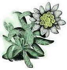 228x240 Edelweiss Properties