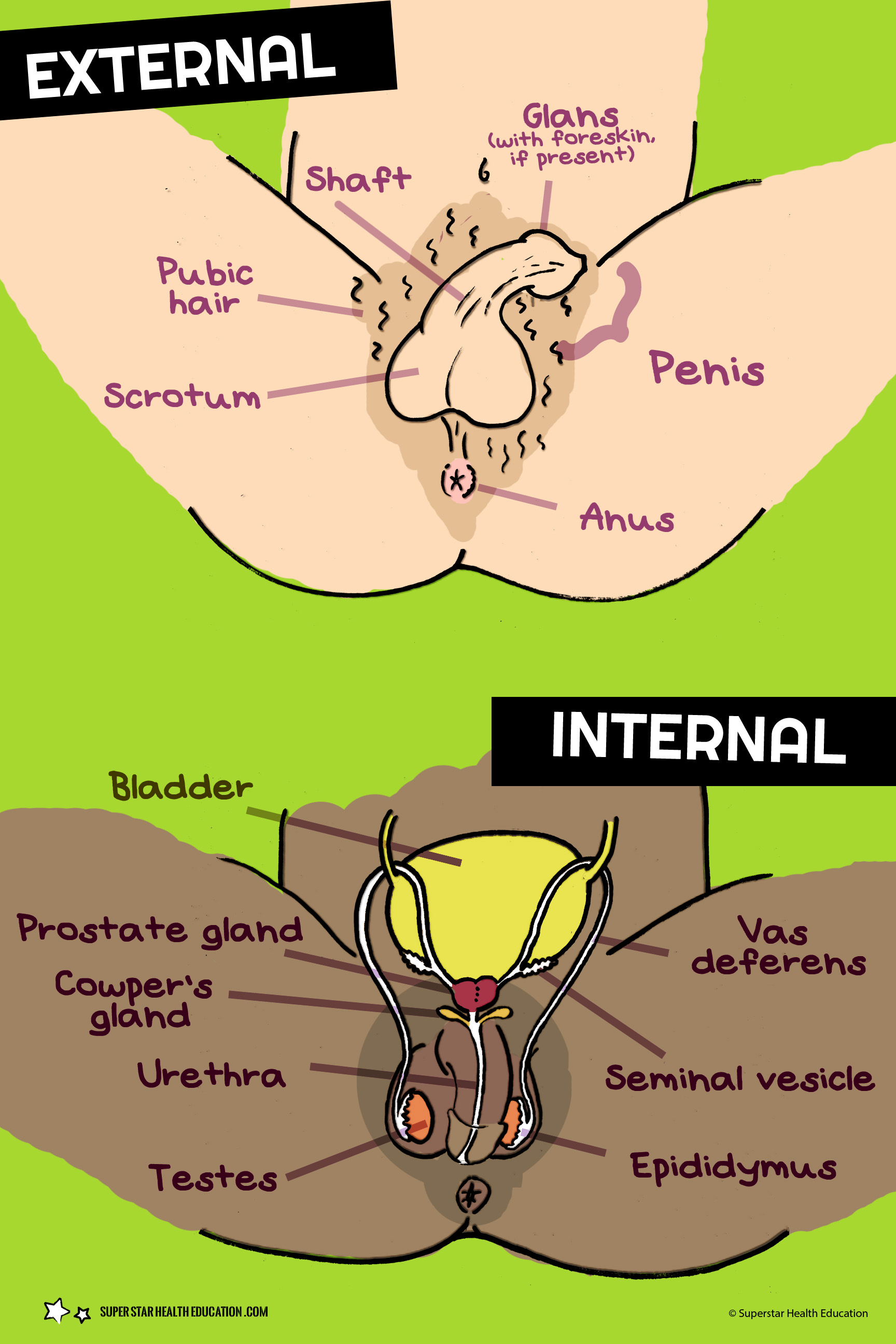 1728x2592 Super Star Health Education Rowdy Ferret Design