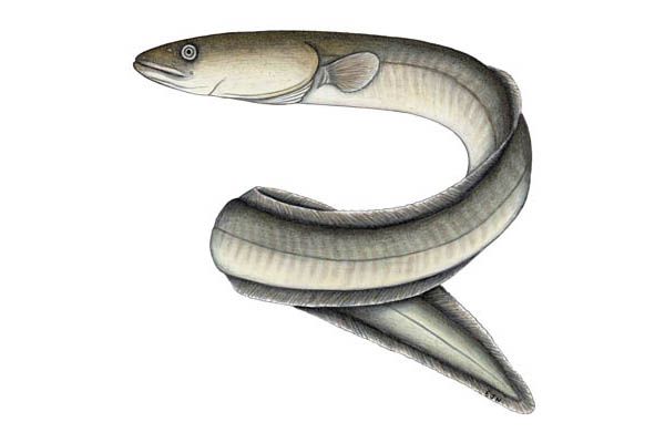 Eel Drawing at GetDrawings | Free download