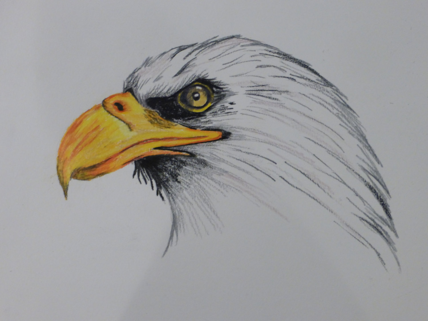 1500x1125 Bald Eagle Colored Pencil Drawing Print