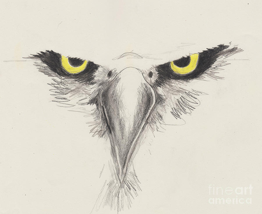 900x737 Eagle Eyes Drawing By David Jackson