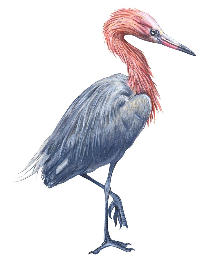 703x900 Reddish Egret Drawing By Anonymous