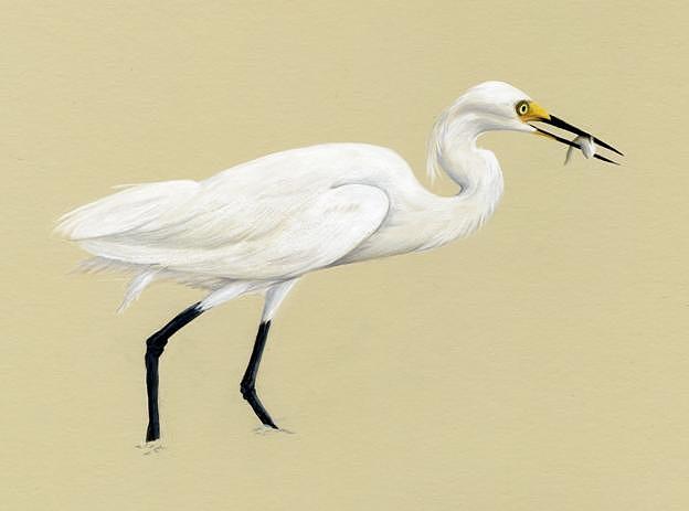 624x463 Snowy Egret On Sand Drawing By Heather Mitchell