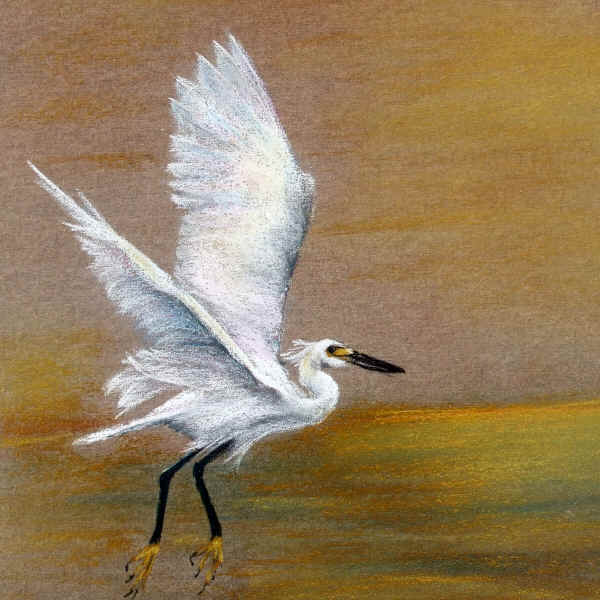 600x600 V8n5bird.jpg