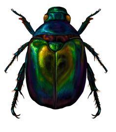 236x270 Original Watercolor Painting Of Jewel Green Scarab Beetle