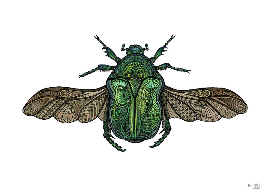 900x650 Egyptian Scarab Drawing By Zh Field