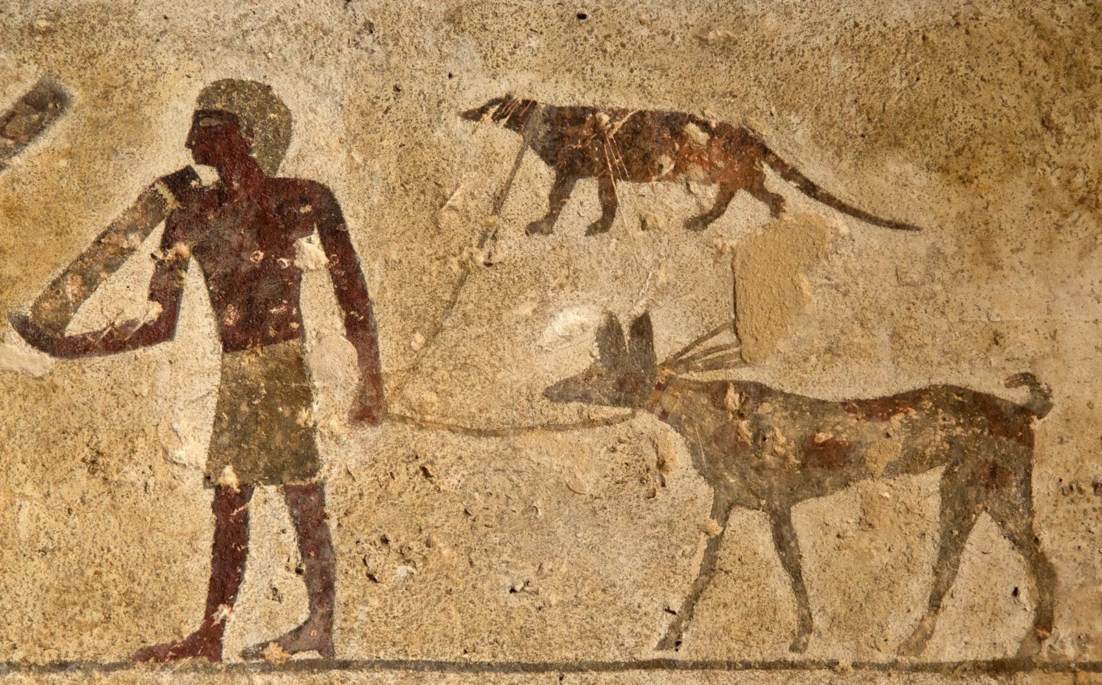 1607x1000 Tomb Drawing Shows Mongoose On A Leash, Puzzling Archaeologists
