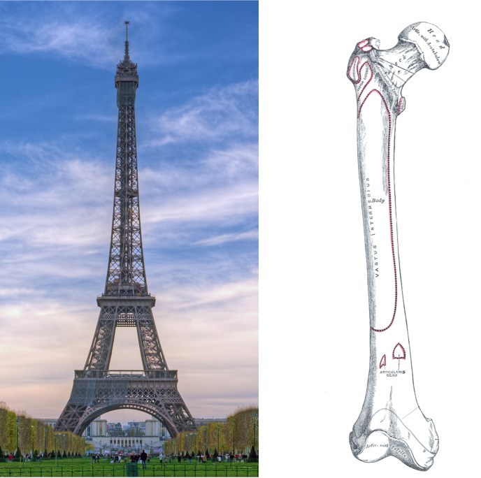 688x684 What Your Bones Have In Common With The Eiffel Tower Wired