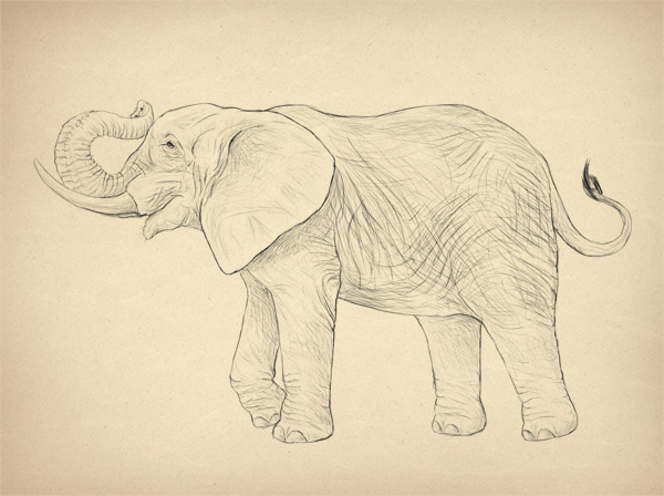 600x448 How To Draw Animals Elephants, Their Species And Anatomy