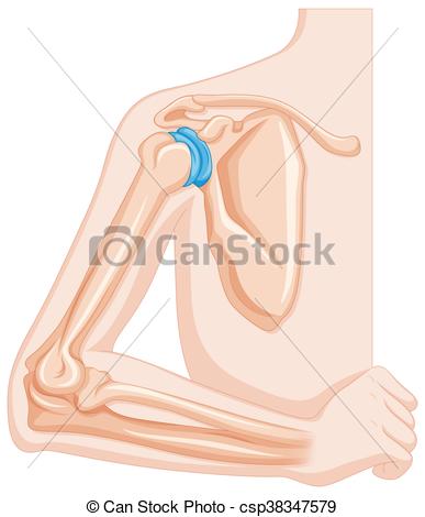 387x470 Elbow Joint Of Human Illustration Vectors Illustration