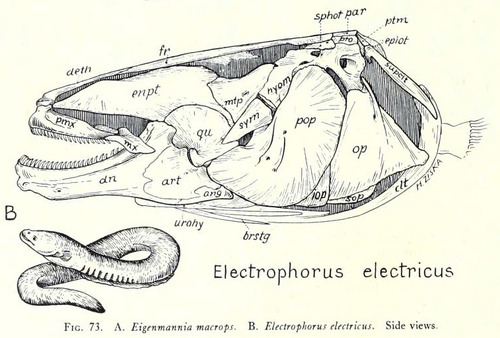 500x338 Skull Of The Electric Eel (Electrophorus Electricus) Fish Skulls