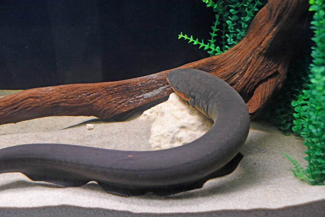 1070x715 Snap, Crackle, Tweet Tennessee Tech Helps Aquarium's Electric Eel