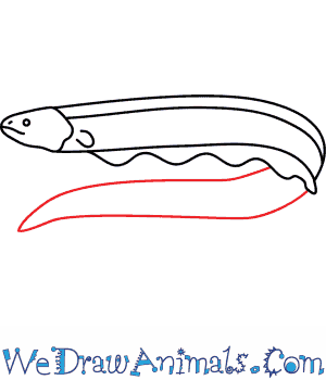 300x350 Electric Eel 06.png