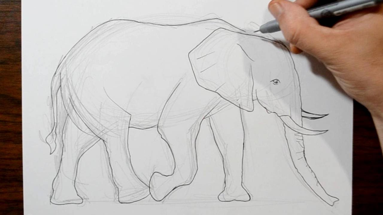 1280x720 How To Draw An Elephant