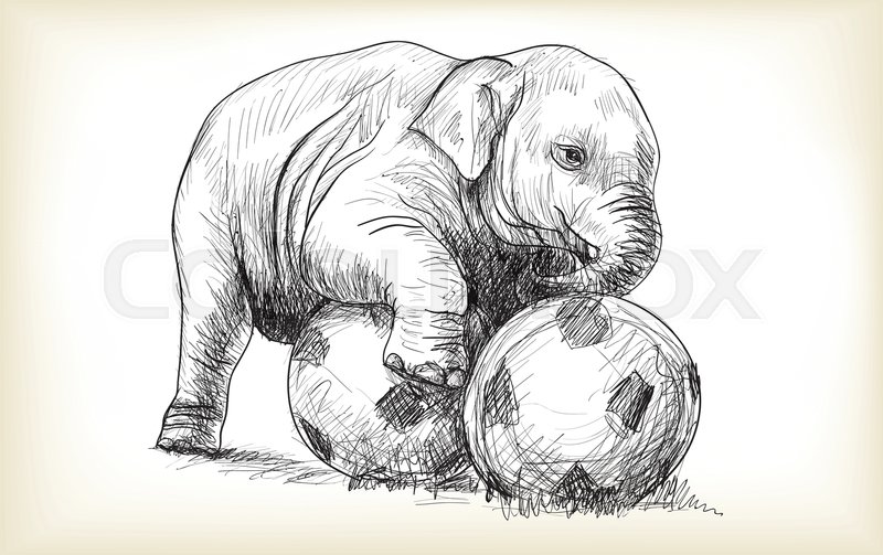 800x503 Baby Elephant Playing Football, Sketch And Free Hand Draw