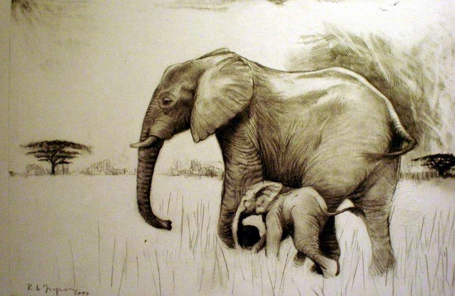 900x585 Roxby 2007 Elephants Elephant Drawings, Sketches