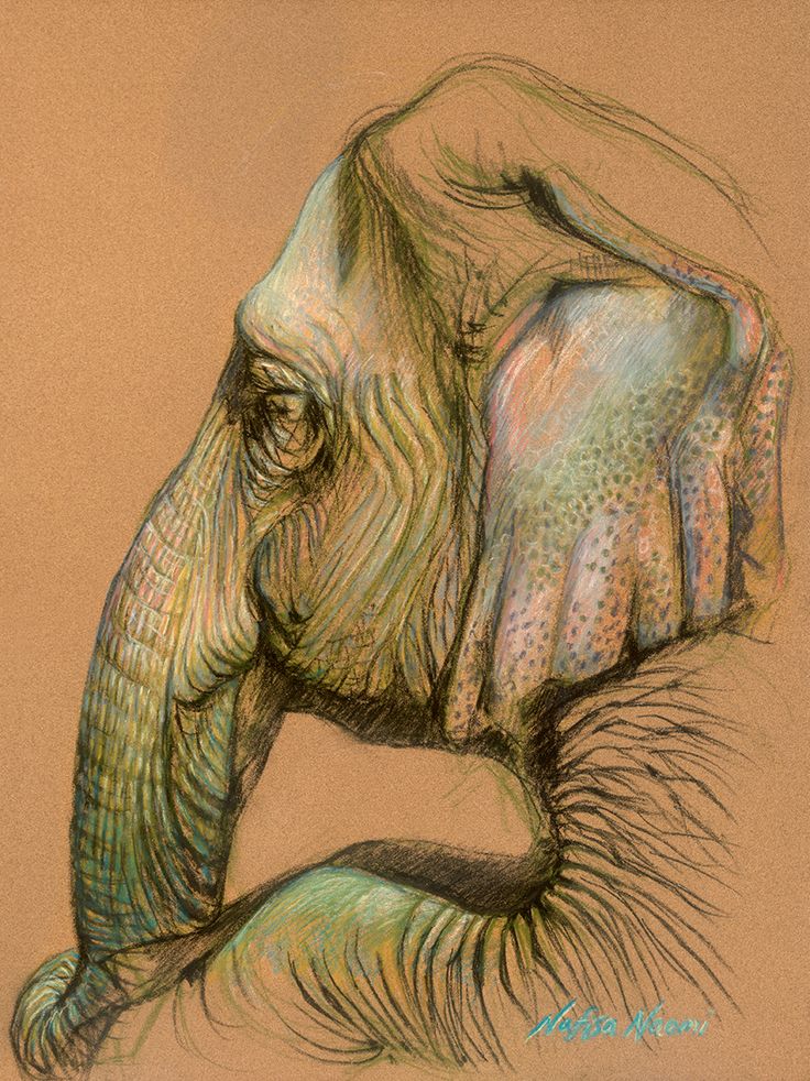 736x982 78 Best Elephant Artworks Images On Art Drawings, Art