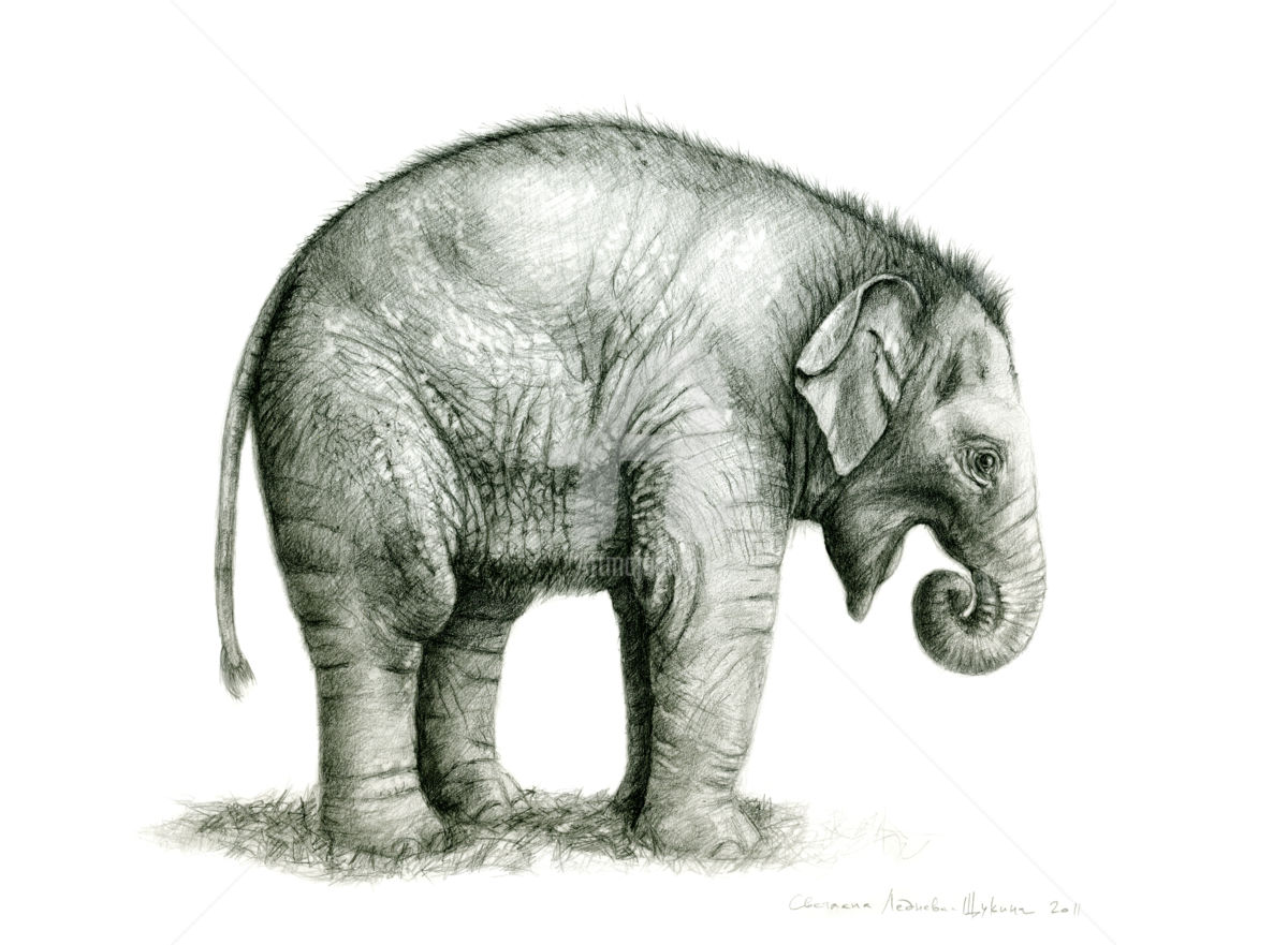 1200x881 Baby Elephant